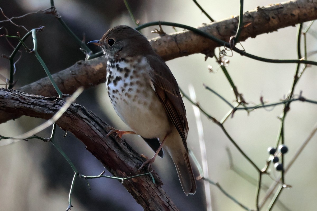 Hermit Thrush - ML612706933