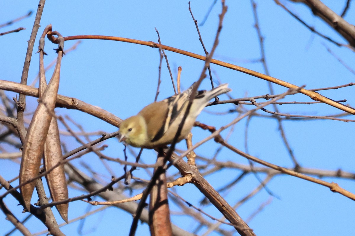 American Goldfinch - ML612706945