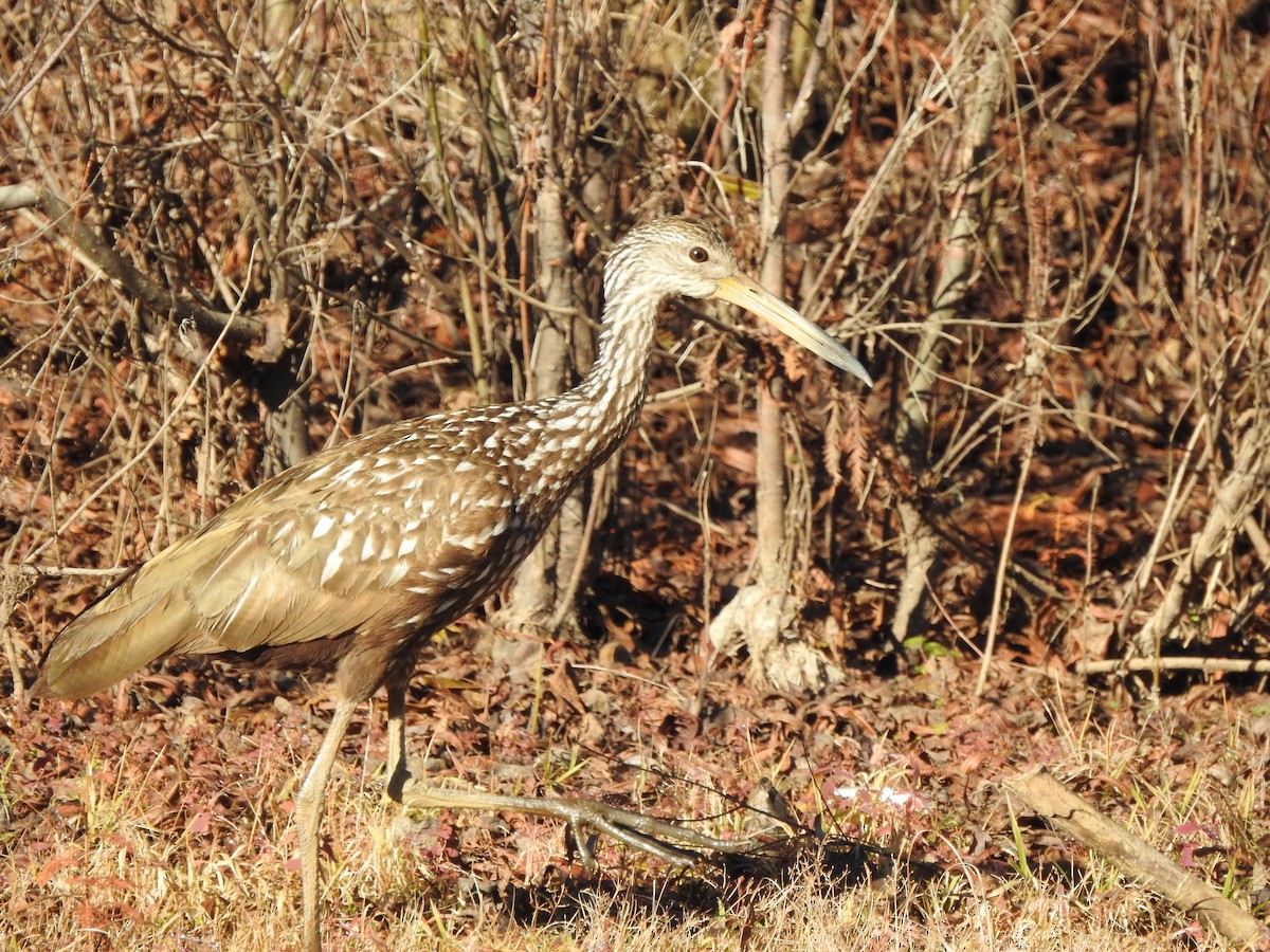 Limpkin - ML612707021