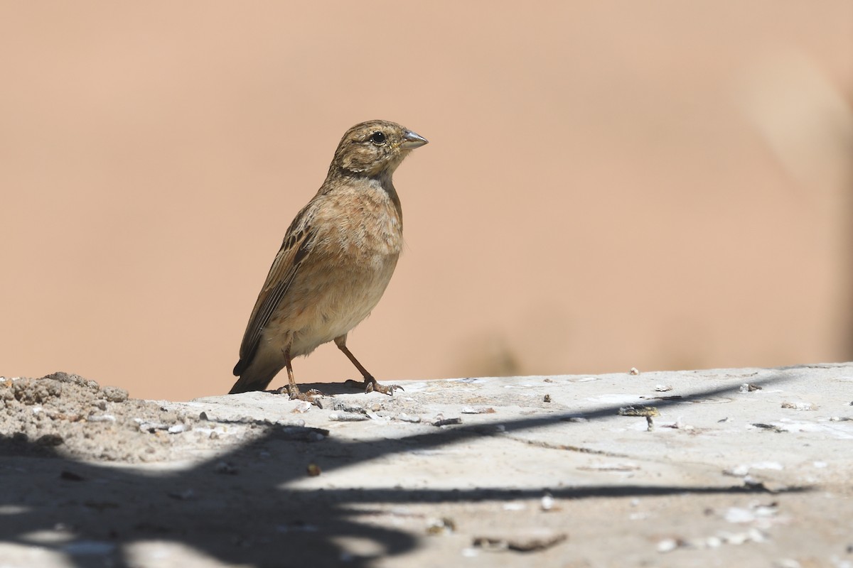 Lark-like Bunting - ML612707038