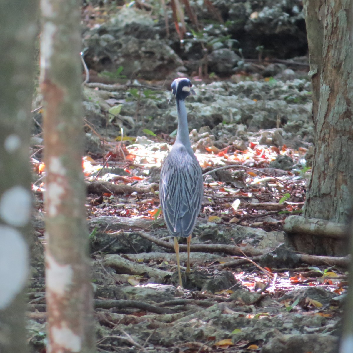 Yellow-crowned Night Heron - ML612707171