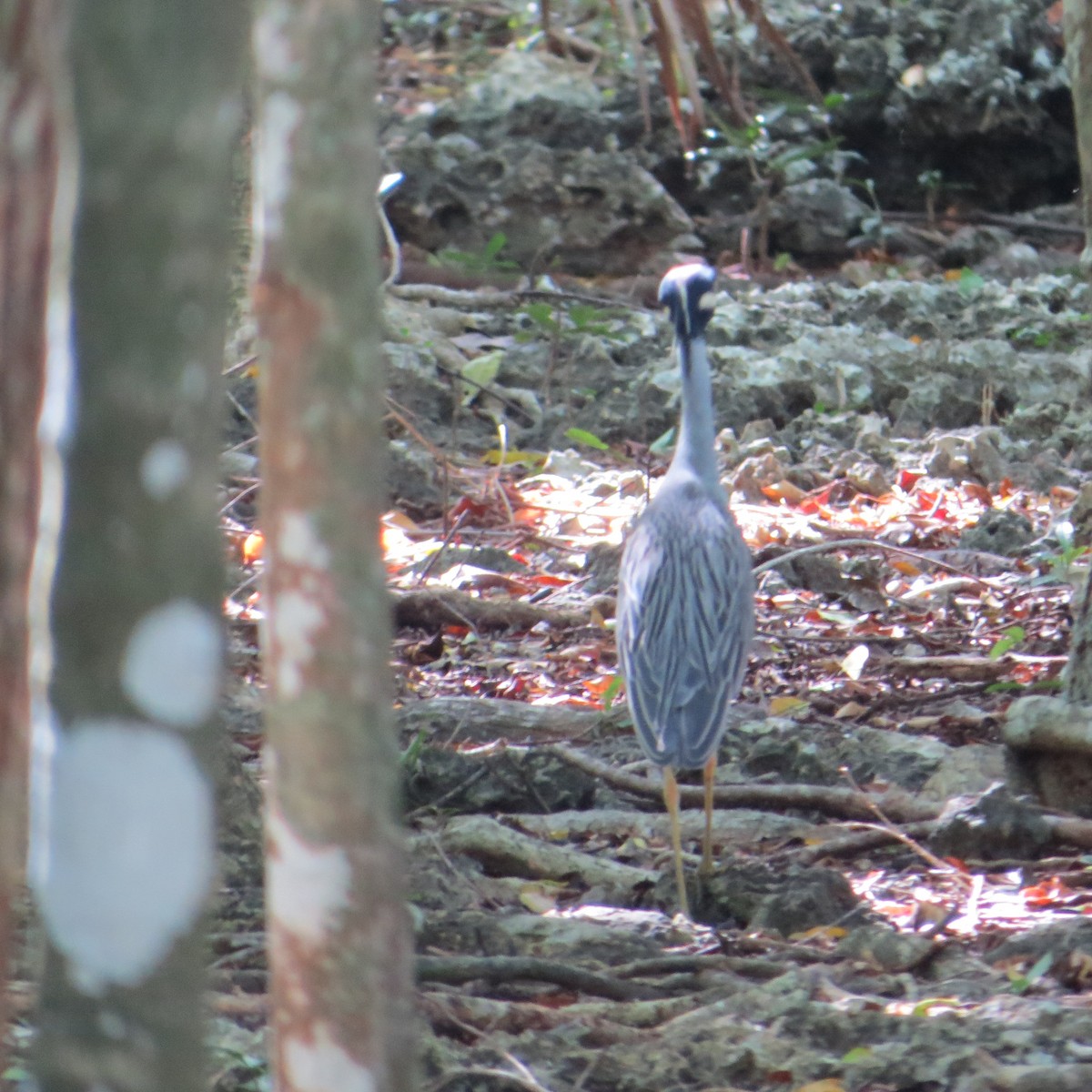 Yellow-crowned Night Heron - ML612707172