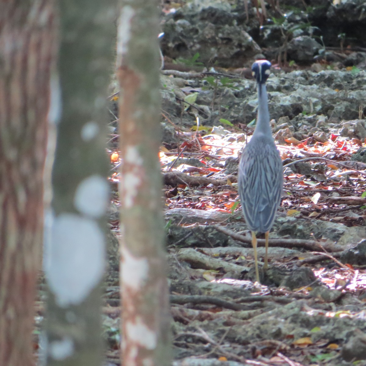 Yellow-crowned Night Heron - ML612707173