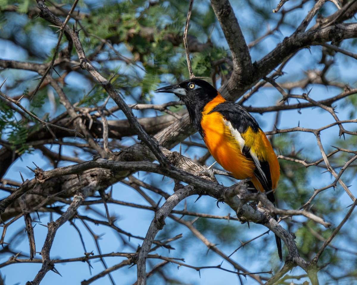 Venezuelan Troupial - ML612707206