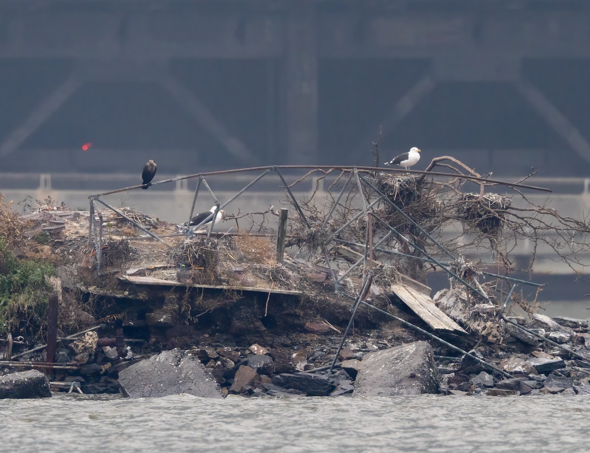 Great Black-backed Gull - ML612707222