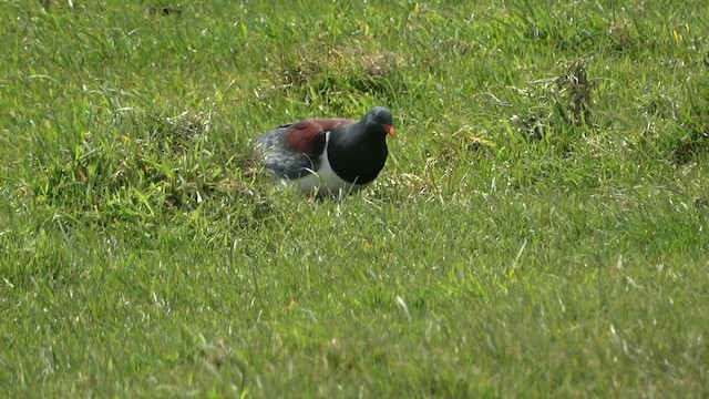 Chatham Island Pigeon - ML612707255