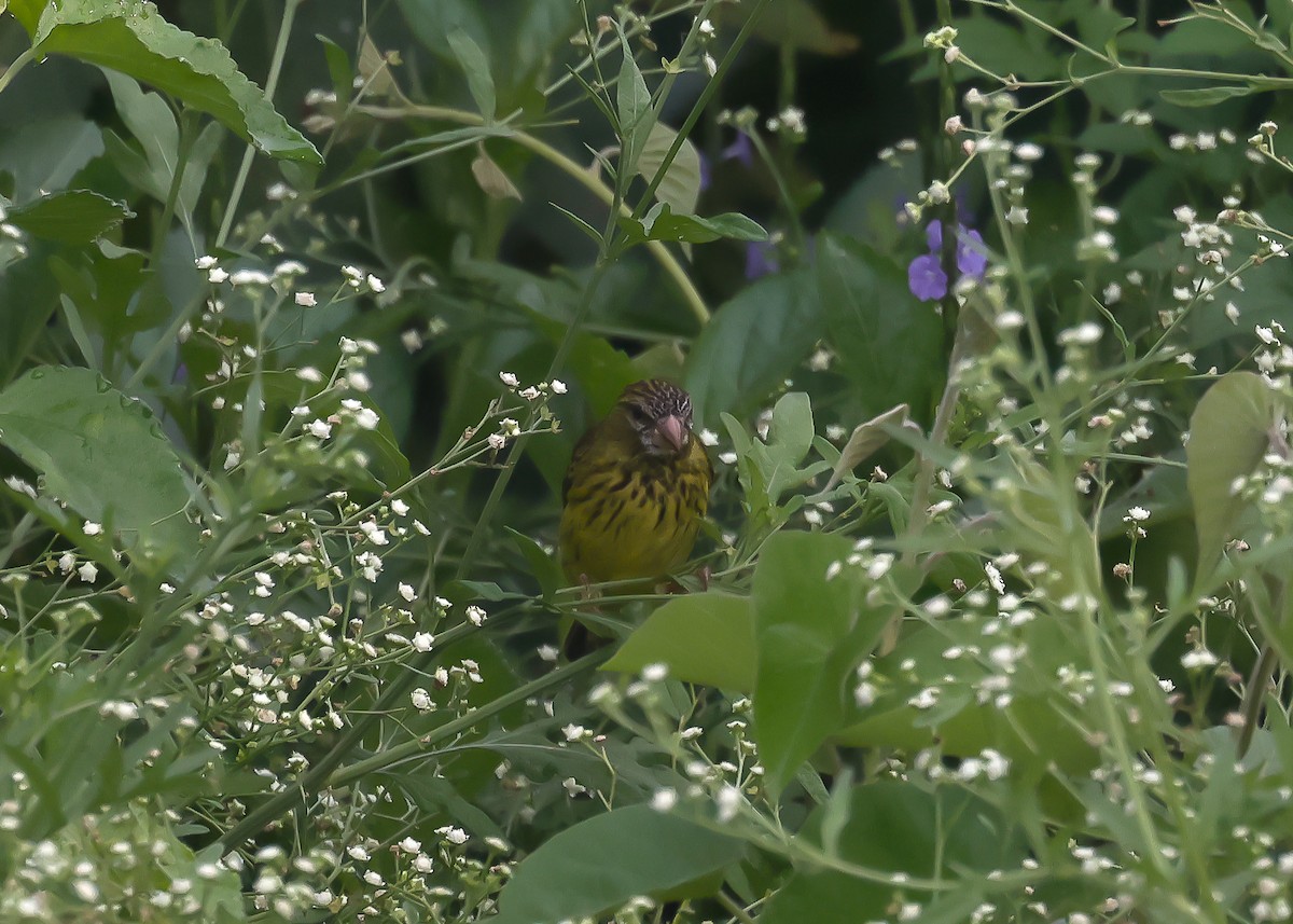 Serin du Koli - ML612707364