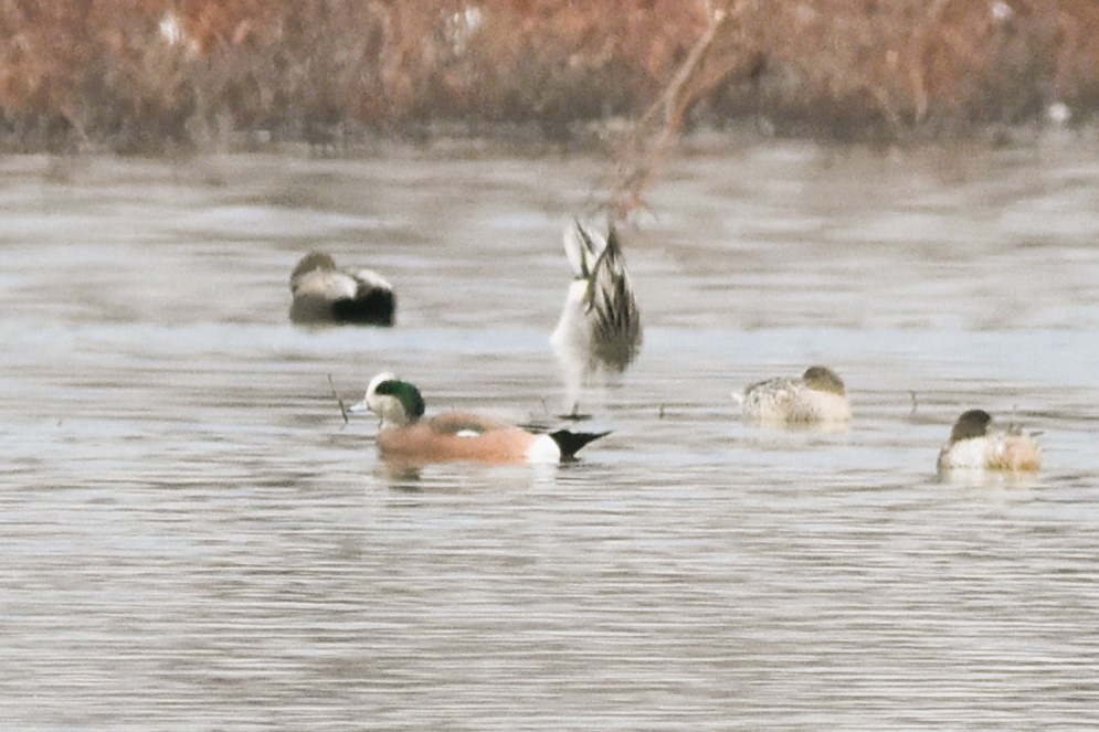 American Wigeon - ML612707381