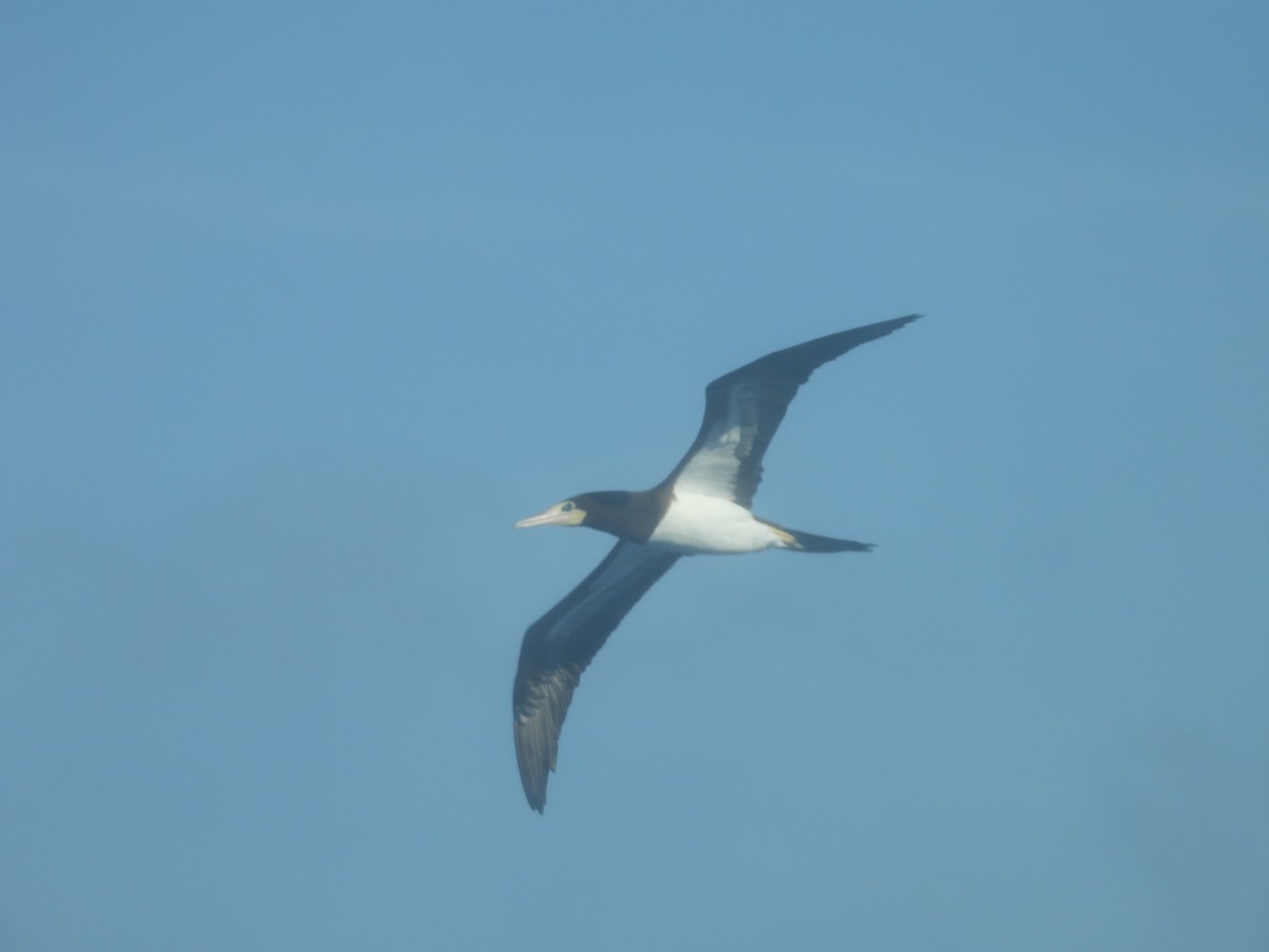 Brown/Cocos Booby - ML612707445