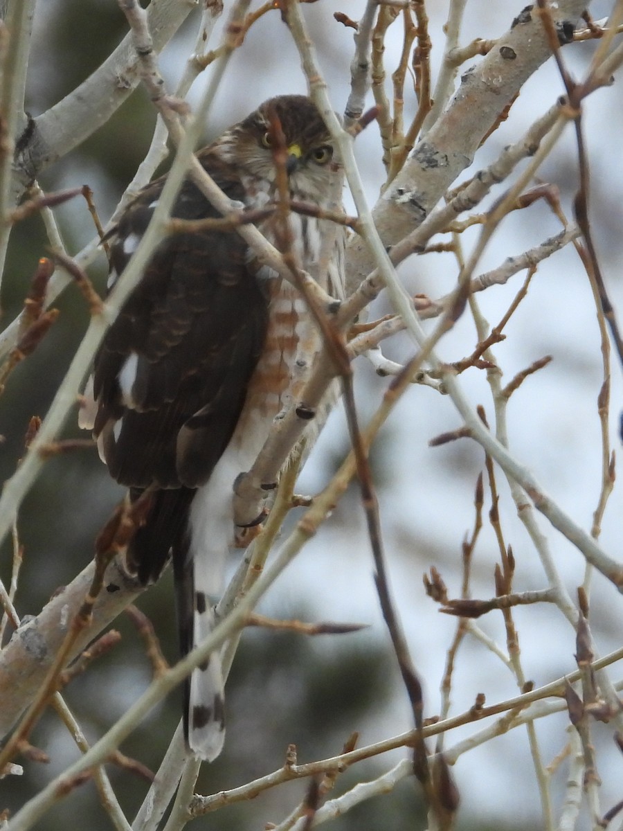 Sharp-shinned Hawk - ML612707493