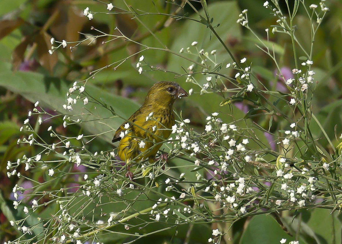 Serin du Koli - ML612707525