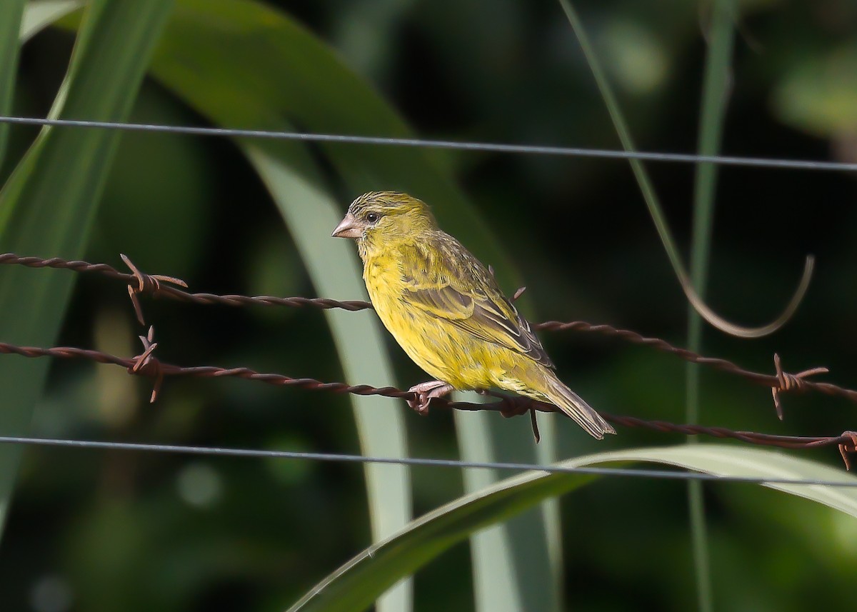 Papyrus Canary - Ian Burgess