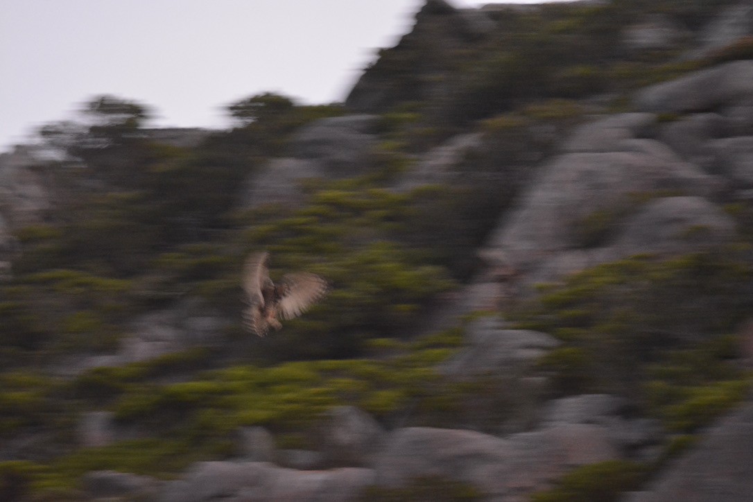 Cape Eagle-Owl - ML612707690