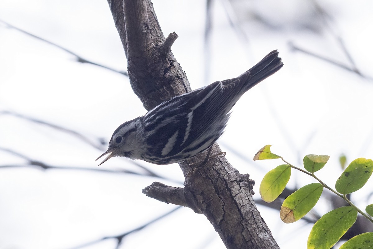 Black-and-white Warbler - ML612707745