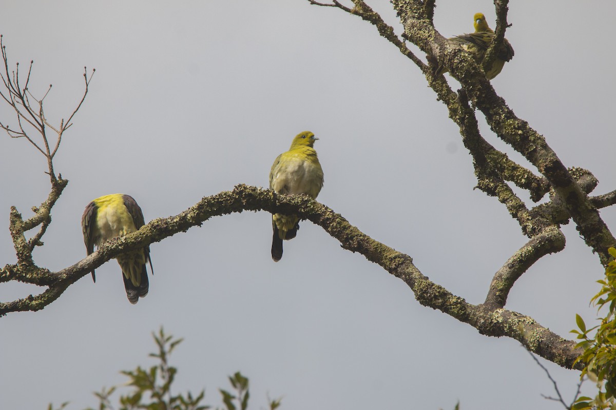 White-bellied Green-Pigeon - Nathan Alblas