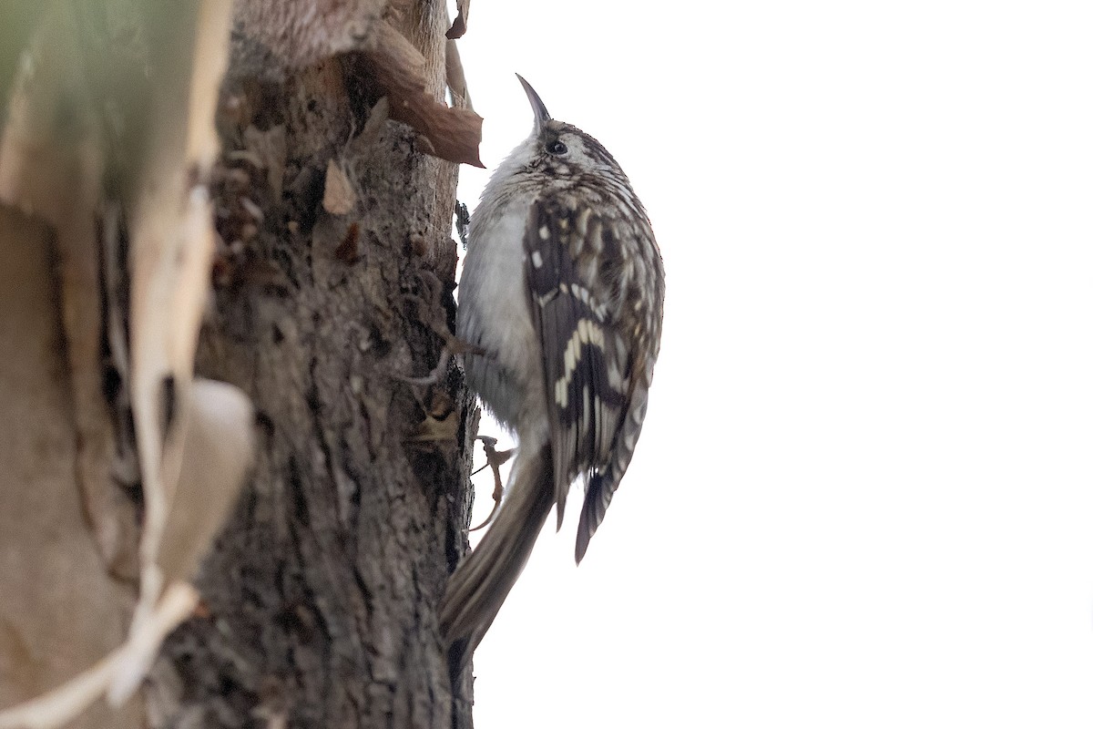 Brown Creeper - ML612707845