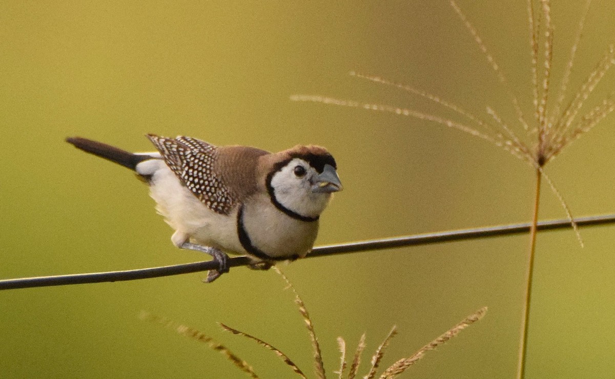 Double-barred Finch - Chris Wills