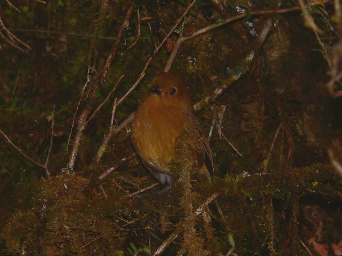 Chachapoyas Antpitta - ML612707980