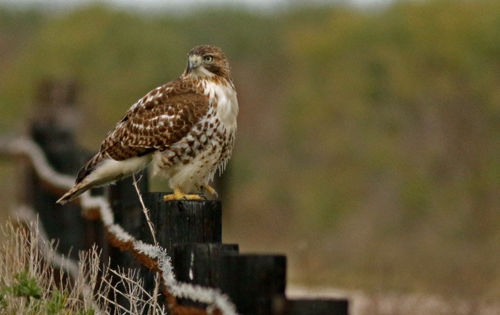 Red-tailed Hawk - ML612707983