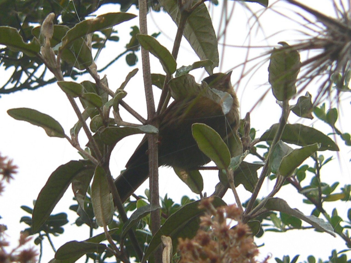 Pardusco - Charley Hesse TROPICAL BIRDING