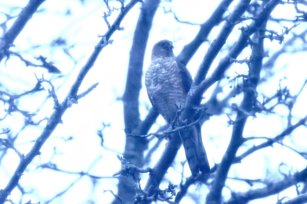 Sharp-shinned Hawk - ML612708005