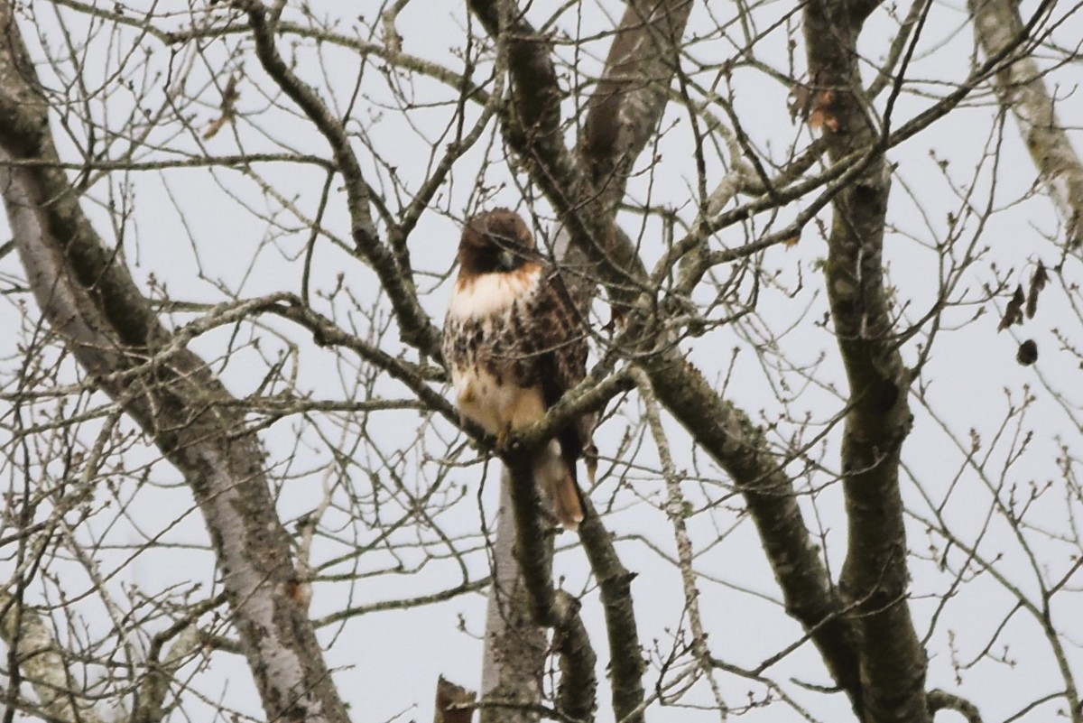 Red-tailed Hawk (abieticola) - ML612708007