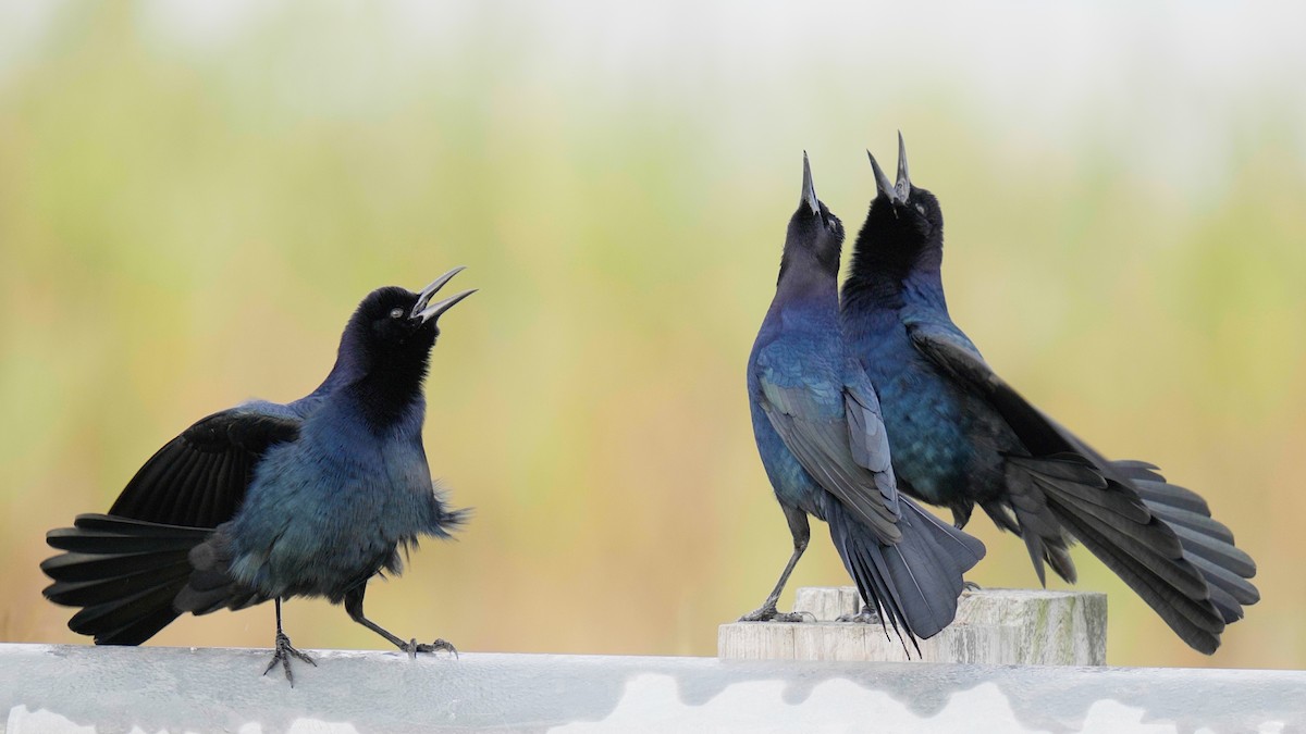 Boat-tailed Grackle - ML612708099