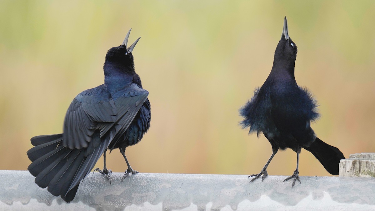 Boat-tailed Grackle - ML612708101