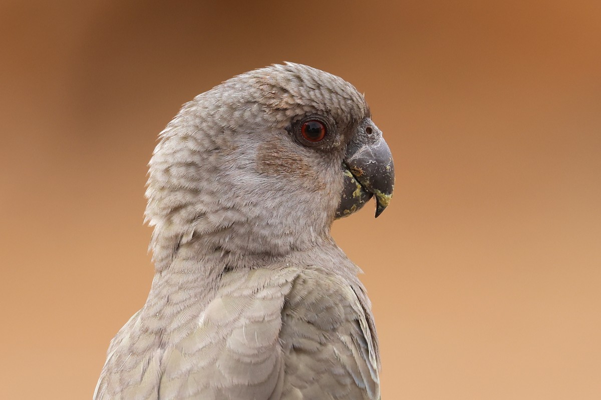 クロクモインコ - ML612708163