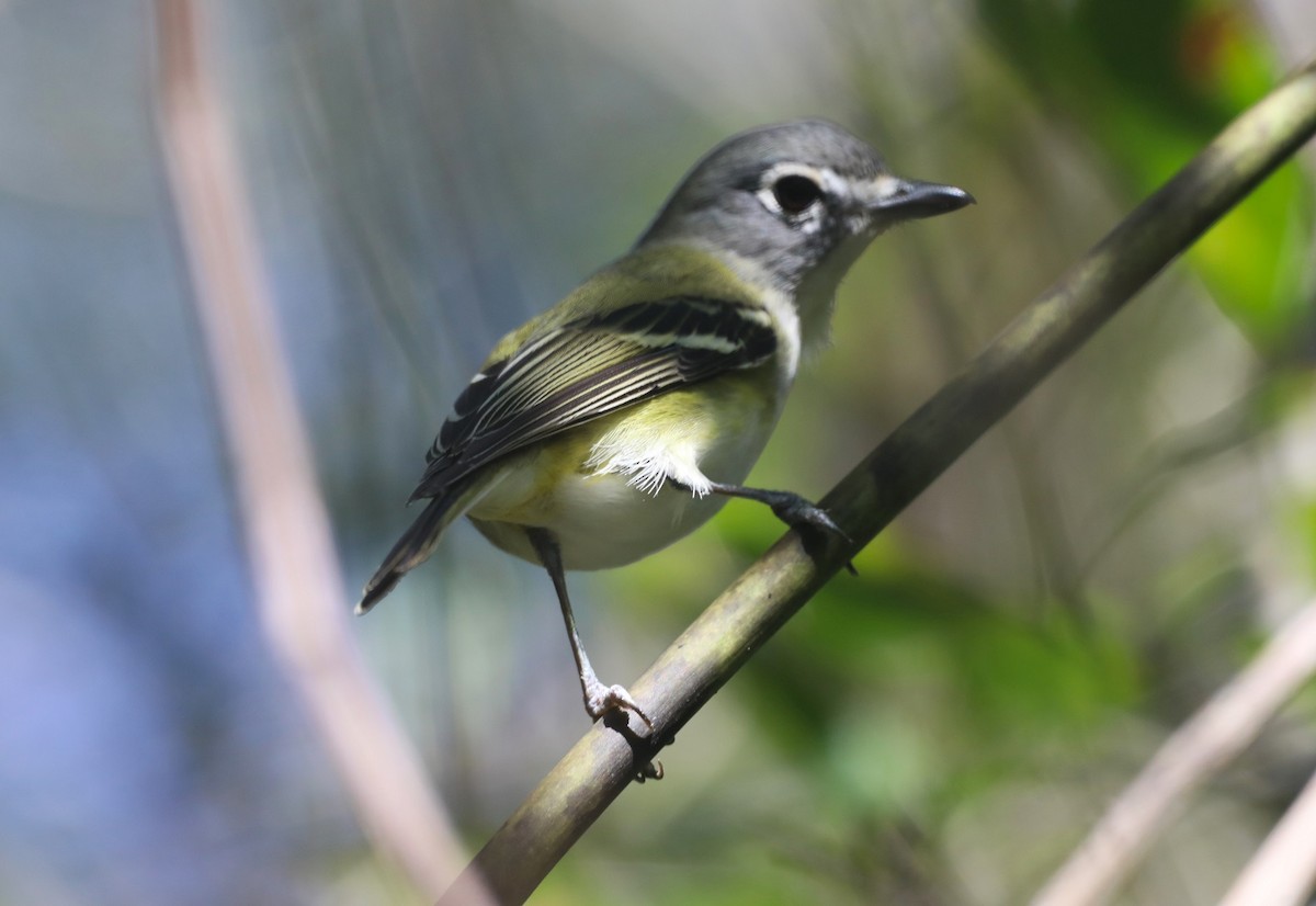 Blue-headed Vireo - ML612708221