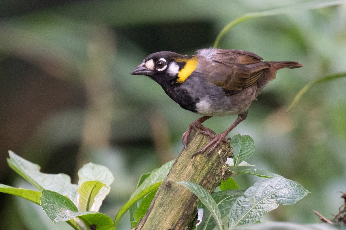 White-eared Ground-Sparrow - ML612708250