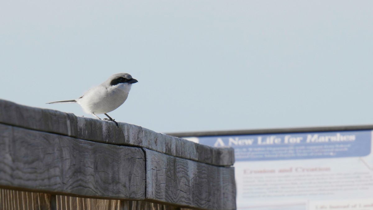 Loggerhead Shrike - ML612708254