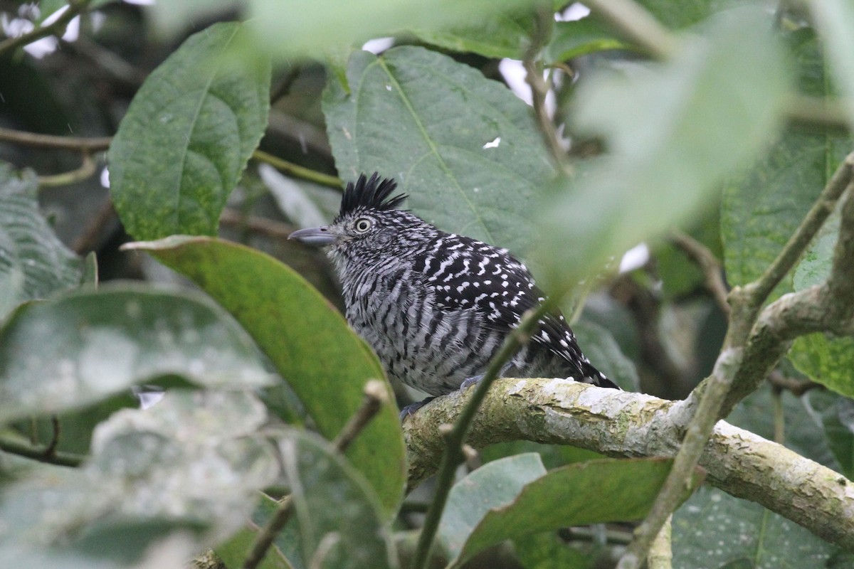 Barred Antshrike - ML612708317