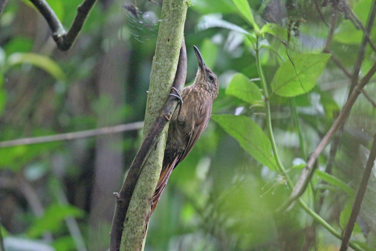 Cocoa Woodcreeper - ML612708327