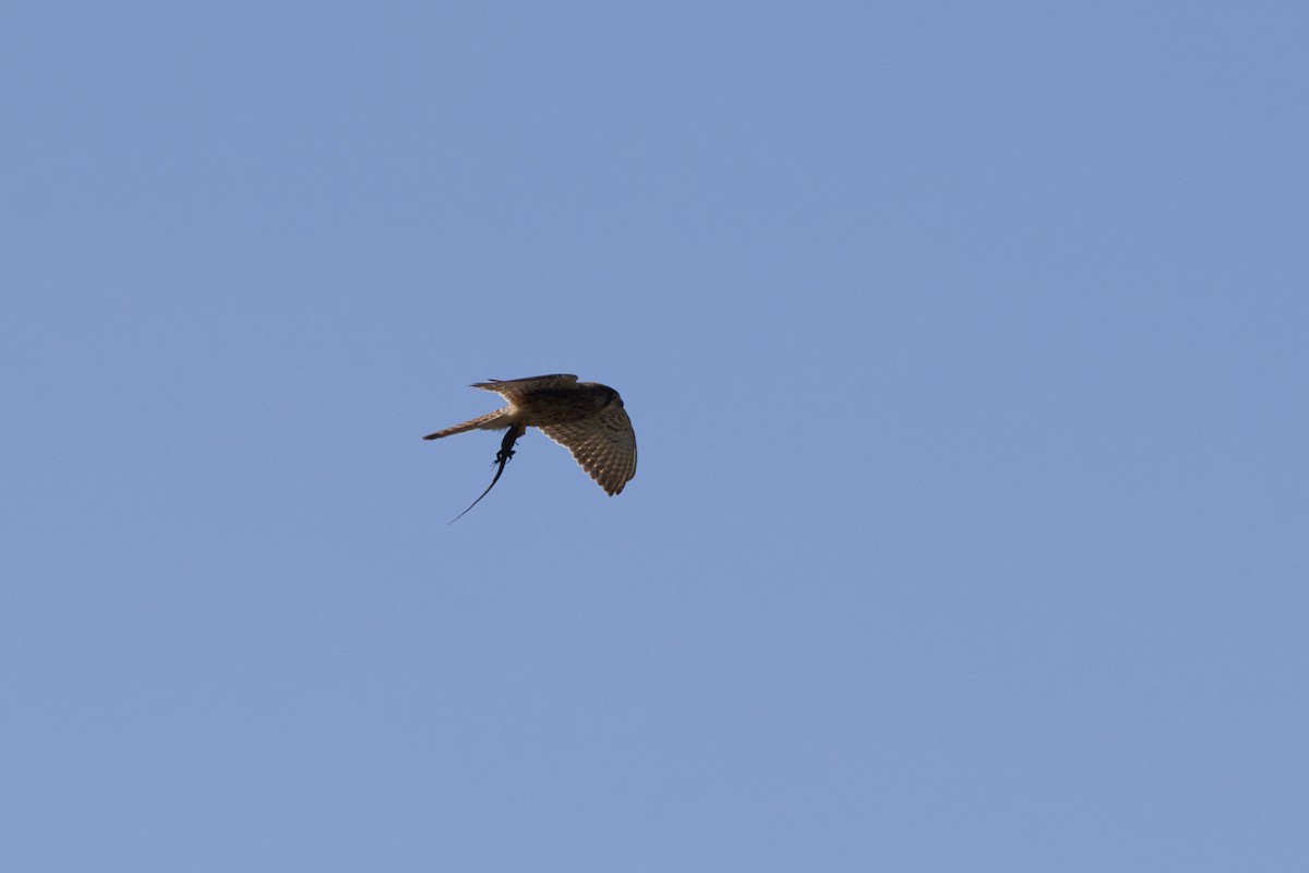 Eurasian Kestrel - ML612708331