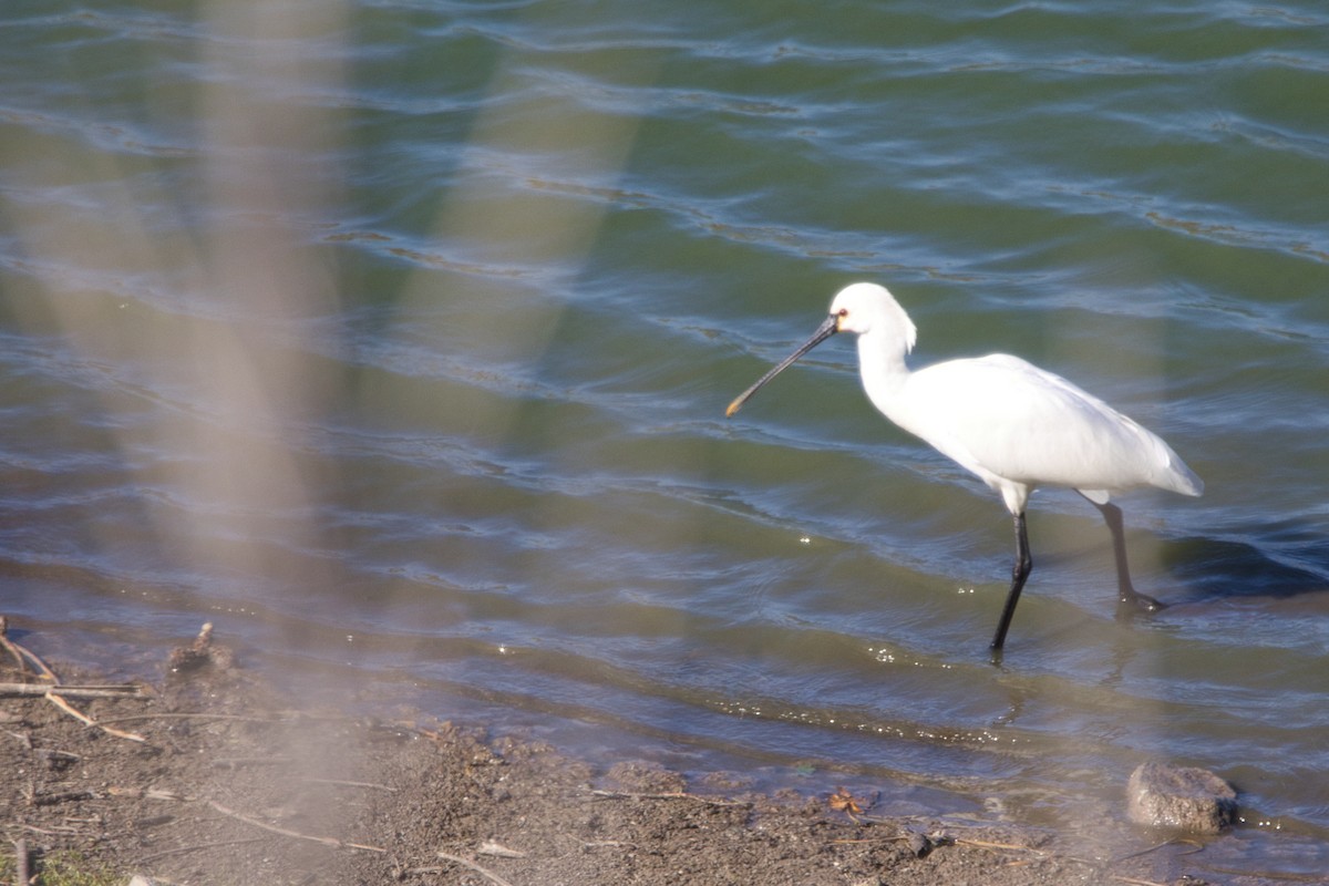 Eurasian Spoonbill - Tomas Mazak