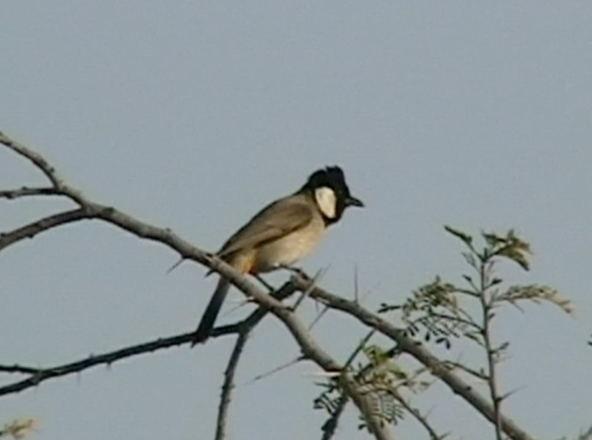 White-eared Bulbul - ML612708404