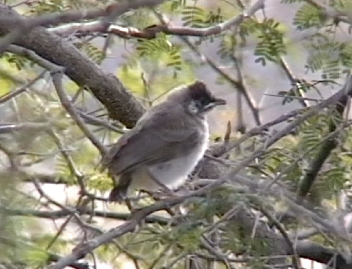 White-eared Bulbul - ML612708405