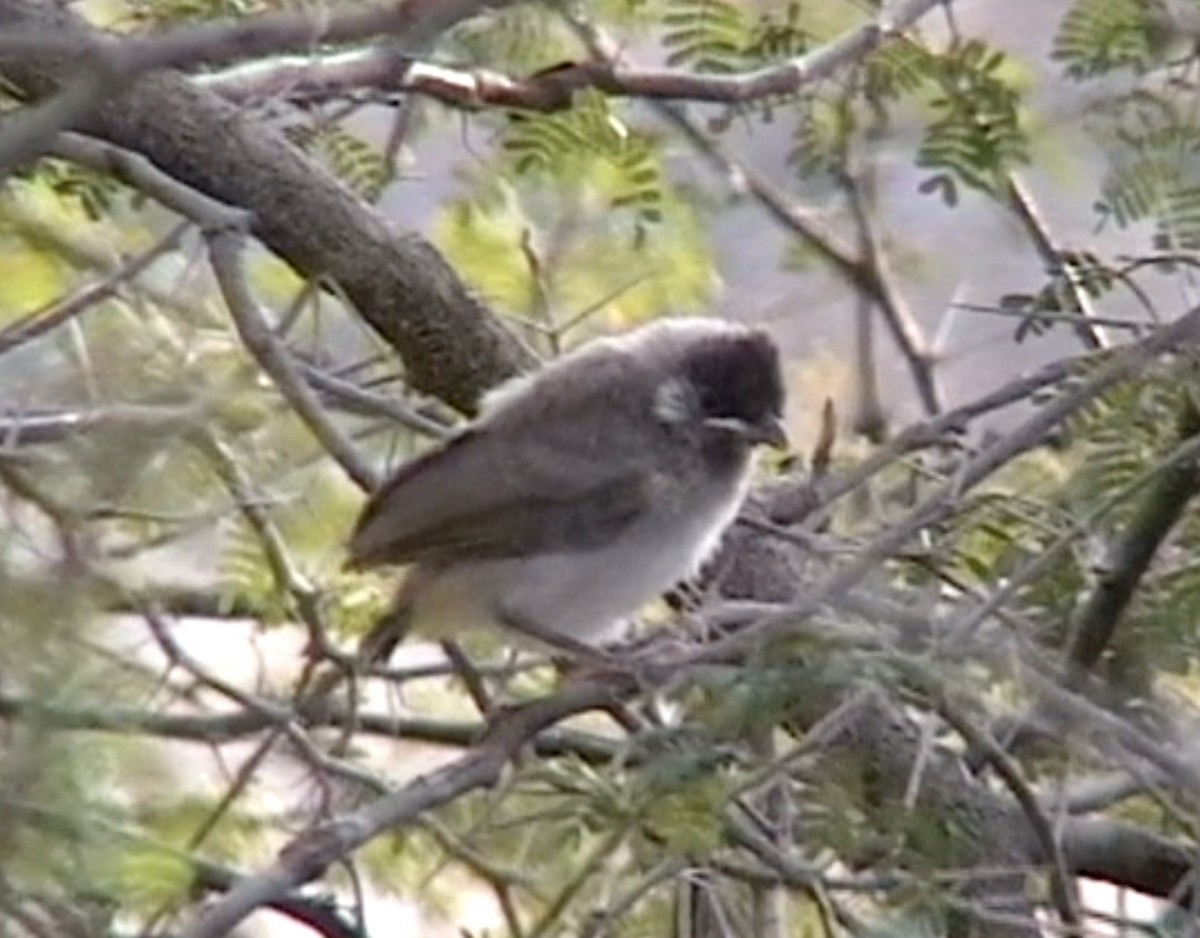 White-eared Bulbul - ML612708406