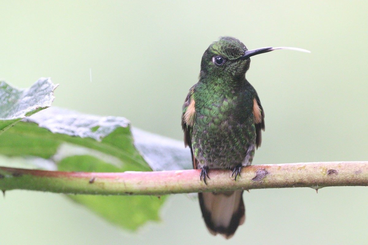 Buff-tailed Coronet - ML612708412