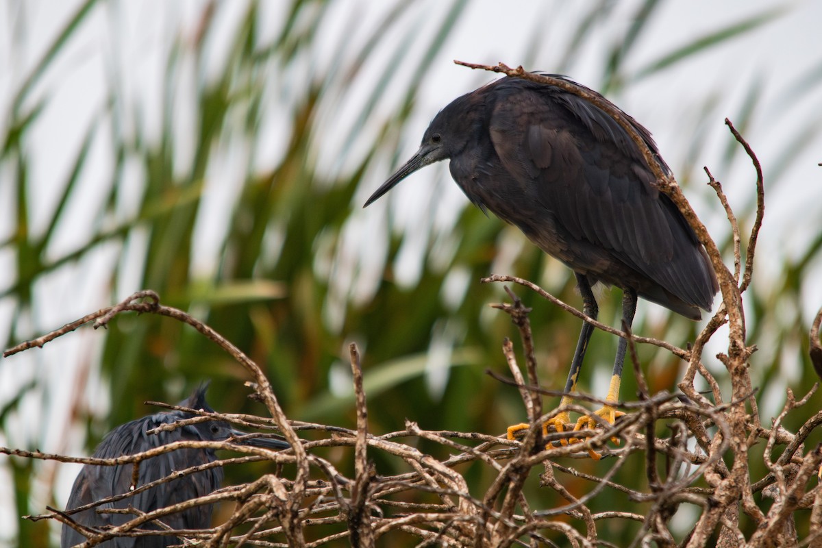 Black Heron - Retief Williams