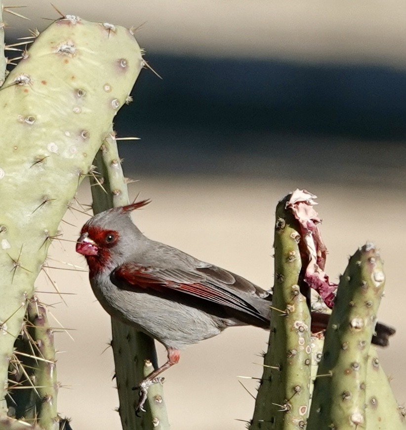 Pyrrhuloxia - ML612708522