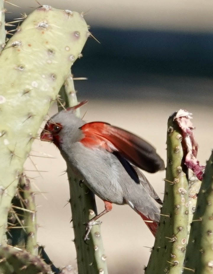 Pyrrhuloxia - ML612708524