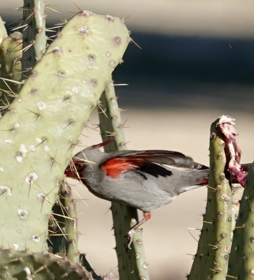 Pyrrhuloxia - ML612708525