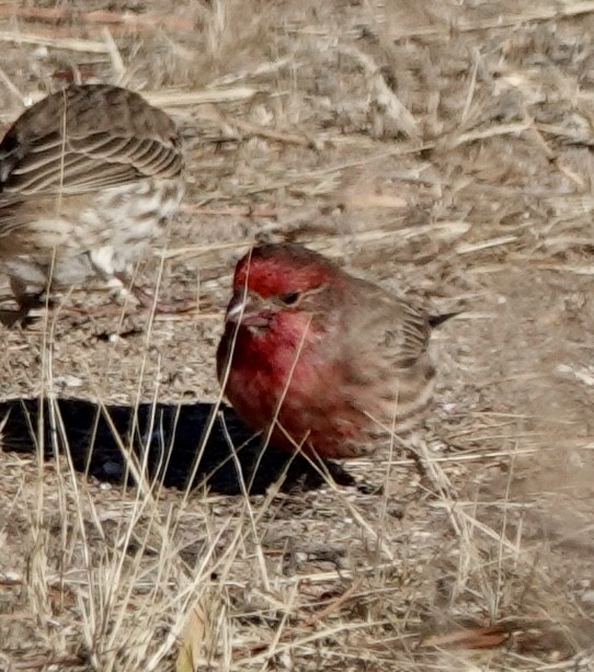 House Finch - ML612708544