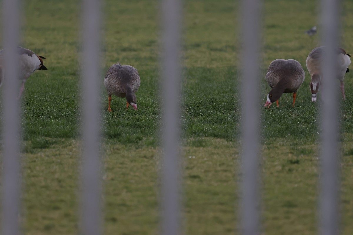 Lesser White-fronted Goose - Eitan Kaspi