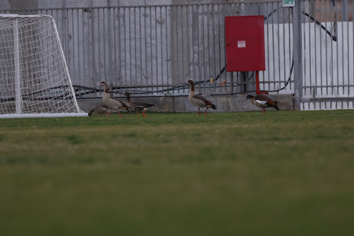 Lesser White-fronted Goose - Eitan Kaspi