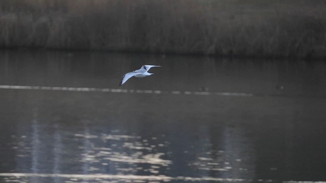 Mouette tridactyle - ML612708704