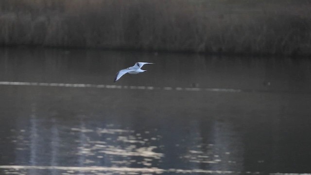 Gaviota Tridáctila - ML612708704