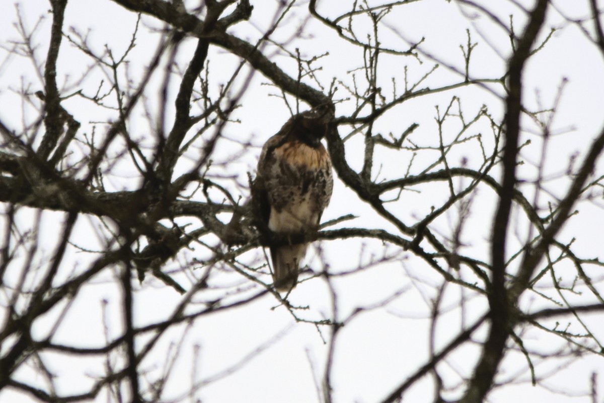 Red-tailed Hawk (abieticola) - ML612708733